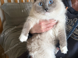 Ragdoll for sale
