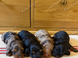 KC Reg Miniature long haired dachshund puppies