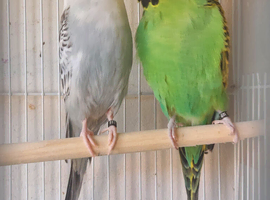 Bonded pair of budgies
