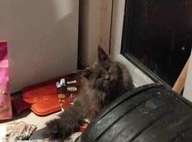 Male mainecoon