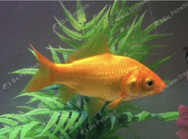 Small Goldfish