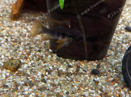 Black Ram Cichlid (Mikrogeophqgus Ramirezi)