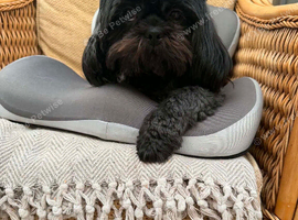 2 pekanese x shih tzu - male & female