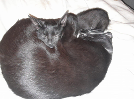 Gorgeous black and white cat for sale