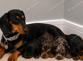 Dachshund puppies for sale