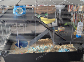 Handsome 18-Month-Old Syrian Hamster "Rosco" Seeking Forever Home (Plymouth)