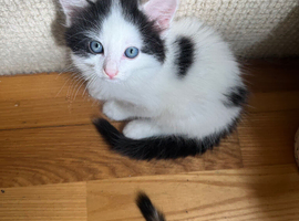 One male kitten looking for rehome ready 28/6