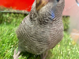 Baby black faced budgie