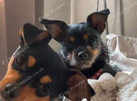2 jack russell girls