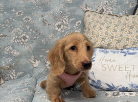 Miniature dachshund puppy