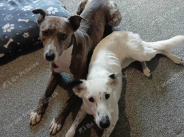Gorgeous Skye available for adoption