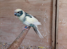 Kakarikis