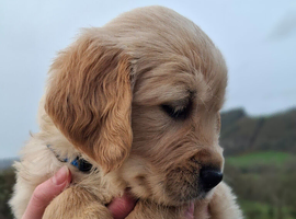 Beautiful Golden retriever  puppies