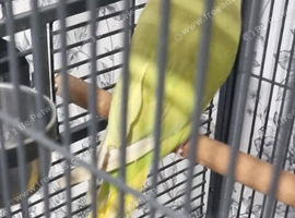 Beautiful baby ringneck talking parrot