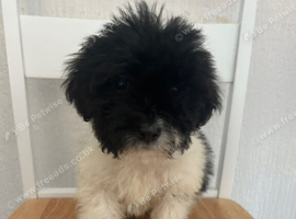 Stunning Jackapoo cross puppies