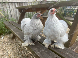 Lavender pekin bantams