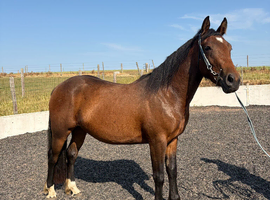 Project pony