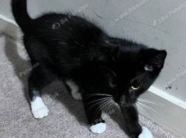 Tuxedo kittens