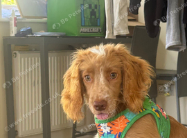 Unfortunate rehome