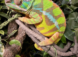 Baby panther chameleons