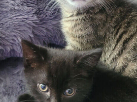 Last one beautiful small boy kitten are looking for a new home