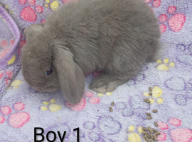 Gorgeous mini lop & mini lion lops