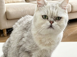 FEMALE PEDIGREE BRITISH SHORTHAIR