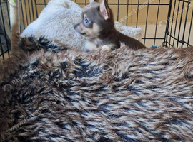 Beautiful chuiuua puppies