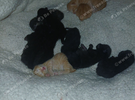 Newly arrived kittens