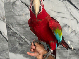 Friendly Super Tame Cuddly Talking Greenwing Macaw Parrot,25