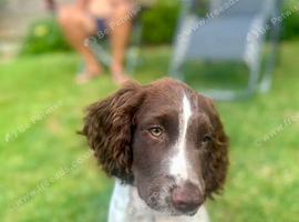 4 month Cocker