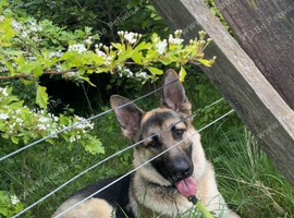German shepherd male