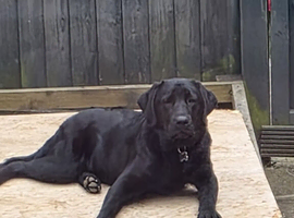 Kc reg black labrador  retriever  dog forsale