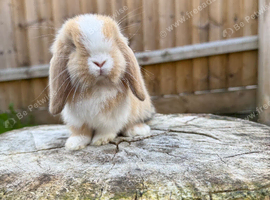Mini lop Harlequin doe
