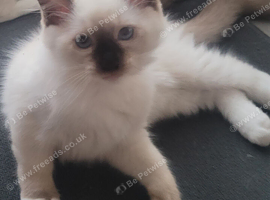 3 Ragdoll  Kittens Available