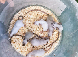 Fancy mice