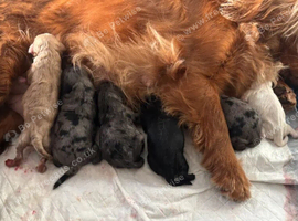 Beautiful Cavapoo Puppies Looking for Loving Homes