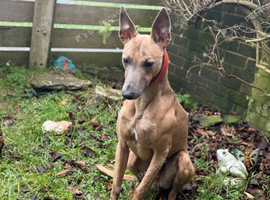 Whippet cross