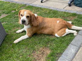 Female beagle