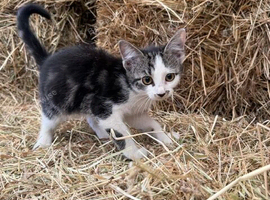Kittens for sale