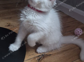 Beautiful white Maine coon kittens