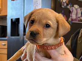KC reg Labrador pups for sale