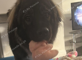 13 month old Caucasian shepard