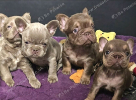 KC Fluffy French Bulldog Puppies