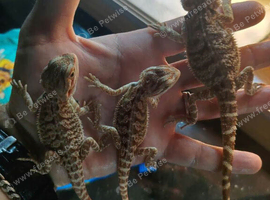12 week old baby bearded dragons