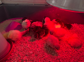 USA bearded bantam silkie chicks and bantam pekin