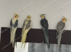 Baby cockatiels birds