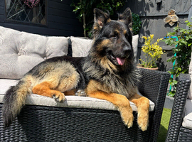 German shepherd FOR STUD