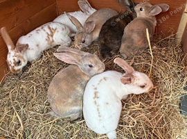 Mini Rex babies READY TO RESERVE NOW