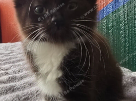 Lovely kittens